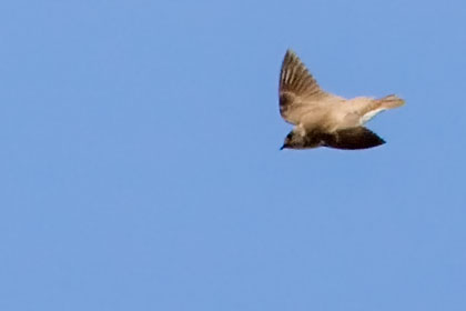 Northern Rough-winged Swallow Image @ Kiwifoto.com