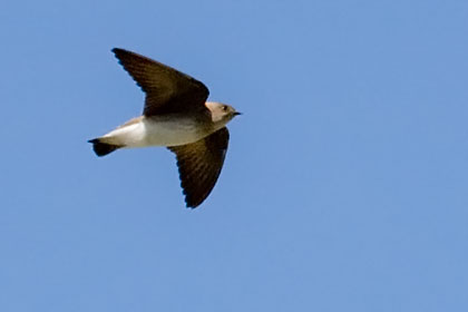 Northern Rough-winged Swallow Picture @ Kiwifoto.com