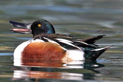 Northern Shoveler Image @ Kiwifoto.com