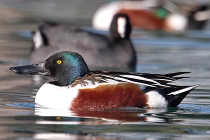 Northern Shoveler Picture @ Kiwifoto.com