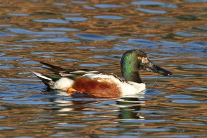 Northern Shoveler Photo @ Kiwifoto.com