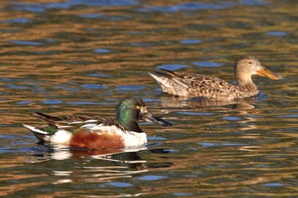 Northern Shoveler Picture @ Kiwifoto.com