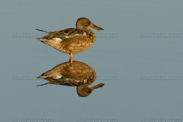 Northern Shoveler Image @ Kiwifoto.com