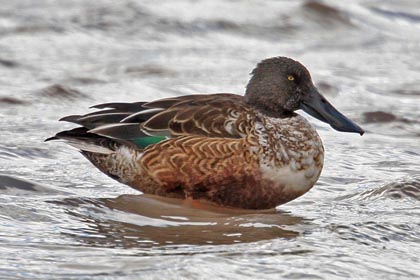 Northern Shoveler Photo @ Kiwifoto.com