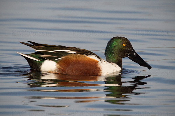 Northern Shoveler Image @ Kiwifoto.com