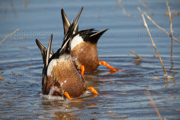 Northern Shoveler Image @ Kiwifoto.com