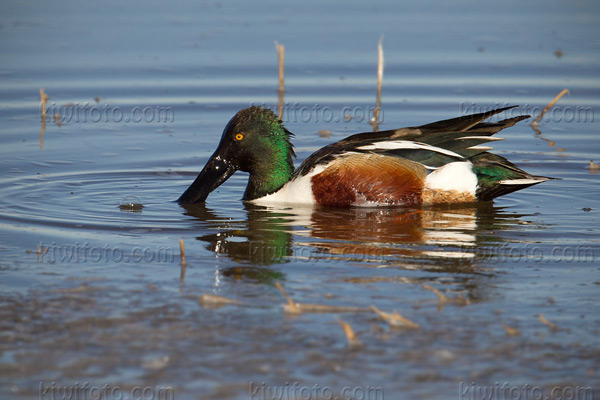Northern Shoveler Image @ Kiwifoto.com