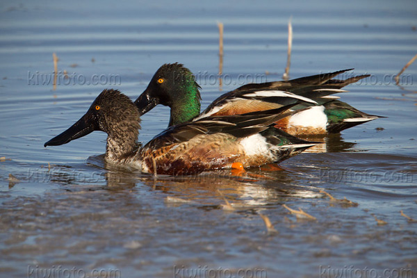Northern Shoveler Photo @ Kiwifoto.com