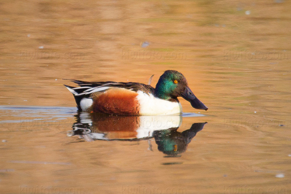 Northern Shoveler Picture @ Kiwifoto.com