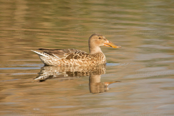 Northern Shoveler Photo @ Kiwifoto.com