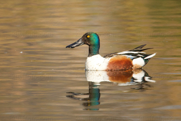 Northern Shoveler Photo @ Kiwifoto.com