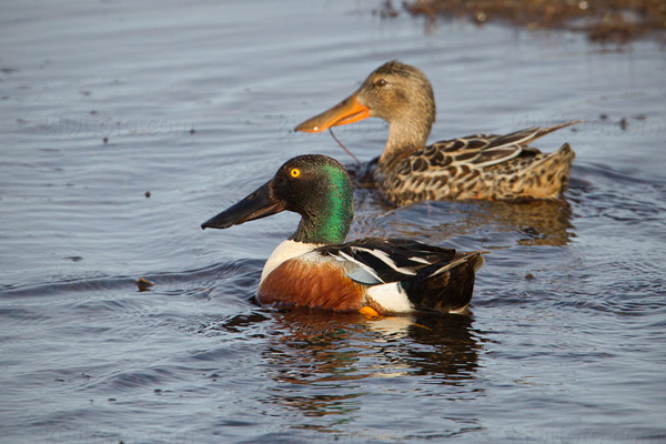 Northern Shoveler Photo @ Kiwifoto.com