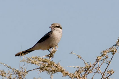 Northern Shrike Photo @ Kiwifoto.com