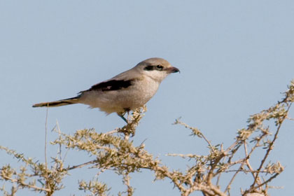 Northern Shrike Picture @ Kiwifoto.com