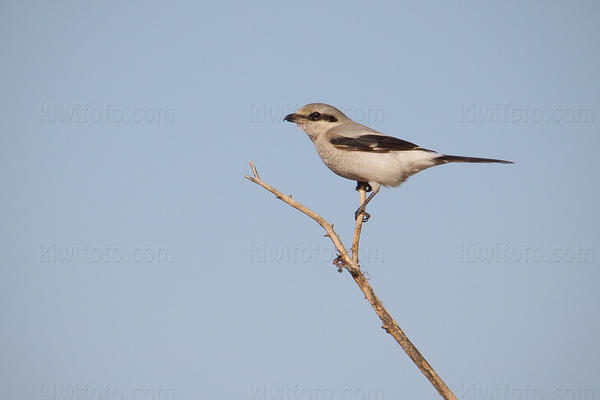 Northern Shrike Image @ Kiwifoto.com