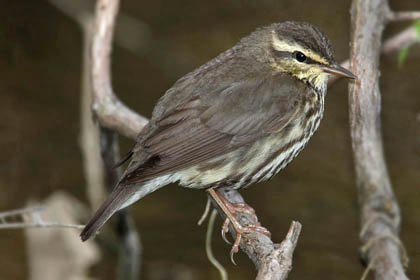Northern Waterthrush Picture @ Kiwifoto.com