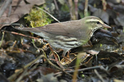 Northern Waterthrush Image @ Kiwifoto.com