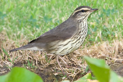 Northern Waterthrush