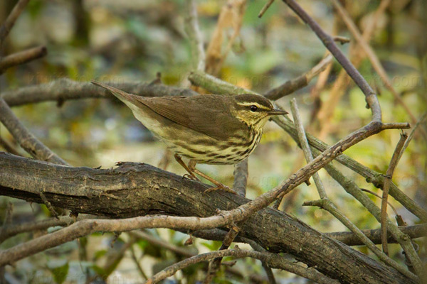 Northern Waterthrush