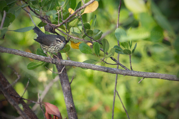 Northern Waterthrush Image @ Kiwifoto.com