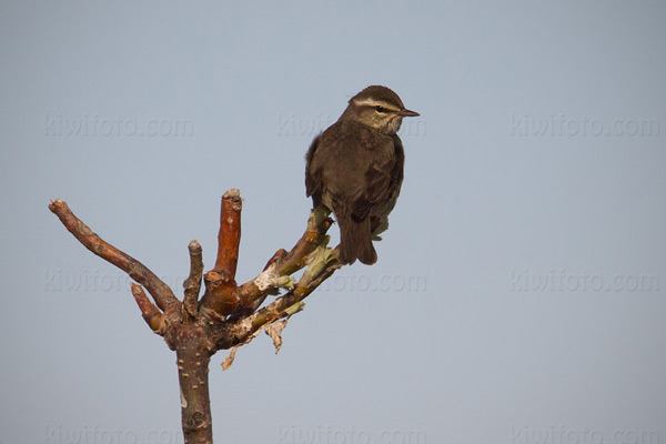 Northern Waterthrush Picture @ Kiwifoto.com