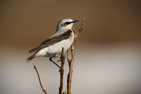 Northern Wheatear Picture @ Kiwifoto.com