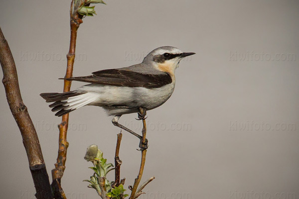 Northern Wheatear Photo @ Kiwifoto.com