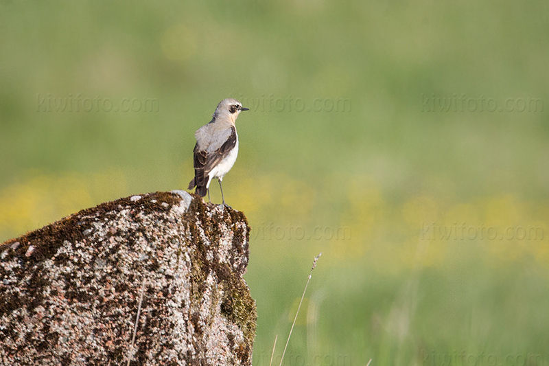 Northern Wheatear Photo @ Kiwifoto.com