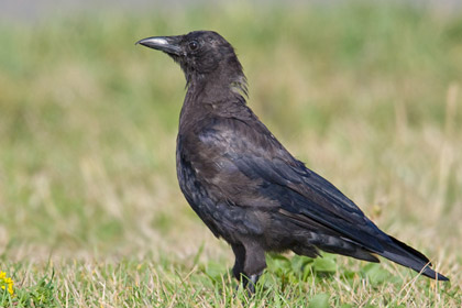 Northwestern Crow Picture @ Kiwifoto.com