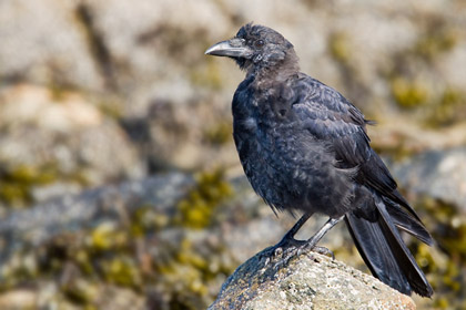 Northwestern Crow Picture @ Kiwifoto.com