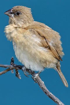 Nutmeg Mannikin Picture @ Kiwifoto.com