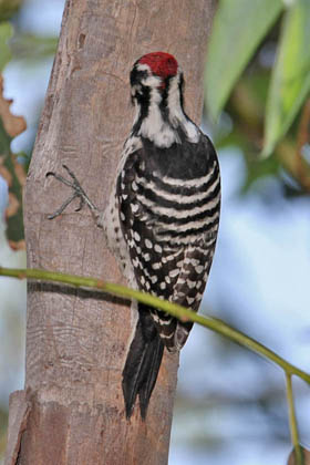 Nuttall's Woodpecker Photo @ Kiwifoto.com