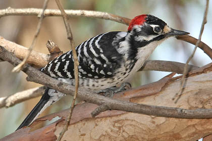Nuttall's Woodpecker Picture @ Kiwifoto.com