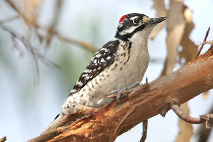 Nuttall's Woodpecker Image @ Kiwifoto.com