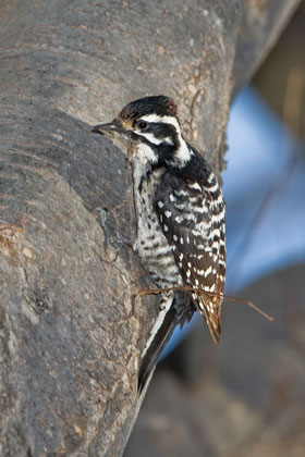 Nuttall's Woodpecker Image @ Kiwifoto.com