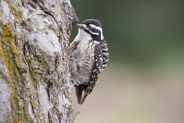 Nuttall's Woodpecker Image @ Kiwifoto.com