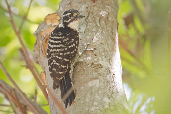 Nuttall's Woodpecker (adult female)