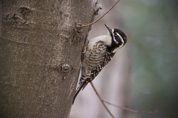 Nuttall's Woodpecker (female)