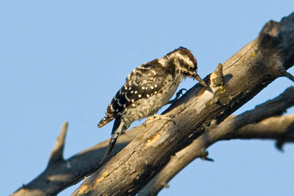 Nuttall's Woodpecker