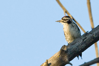 Nuttall's Woodpecker Image @ Kiwifoto.com