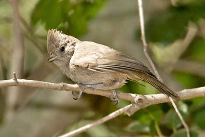 Oak Titmouse Photo @ Kiwifoto.com