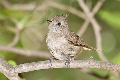 Oak Titmouse Picture @ Kiwifoto.com