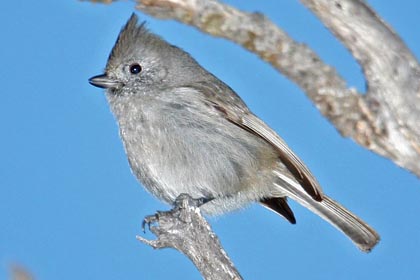 Oak Titmouse Image @ Kiwifoto.com