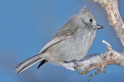 Oak Titmouse Photo @ Kiwifoto.com