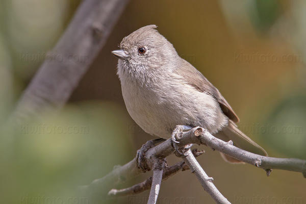 Oak Titmouse