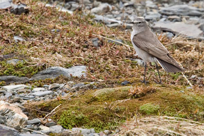 Ochre-naped Ground-Tyrant