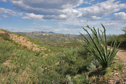 Ocotillo Picture @ Kiwifoto.com