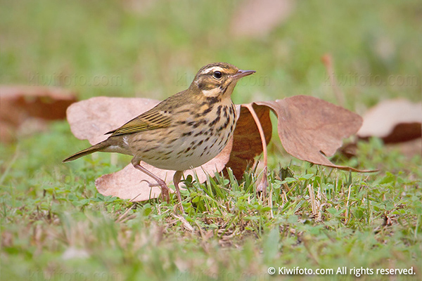 Olive-backed Pipit Photo @ Kiwifoto.com