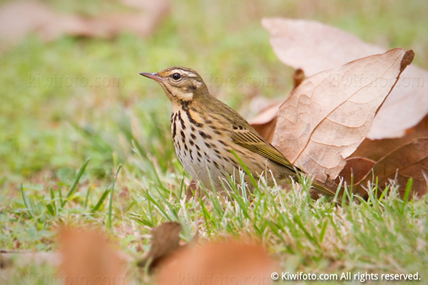 Olive-backed Pipit Photo @ Kiwifoto.com