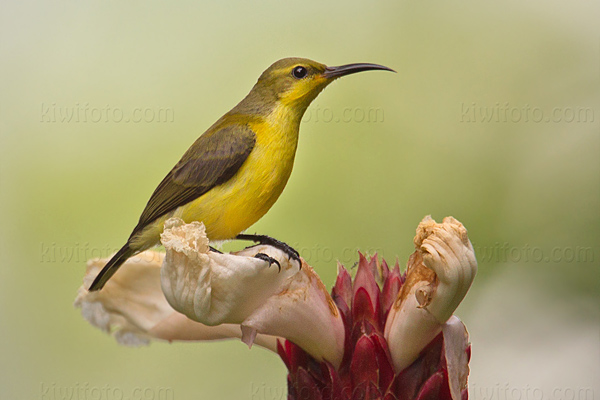 Olive-backed Sunbird Image @ Kiwifoto.com